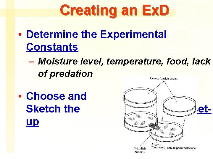 Creating an Ex. D • Determine the Experimental Constants – Moisture level, temperature, food,