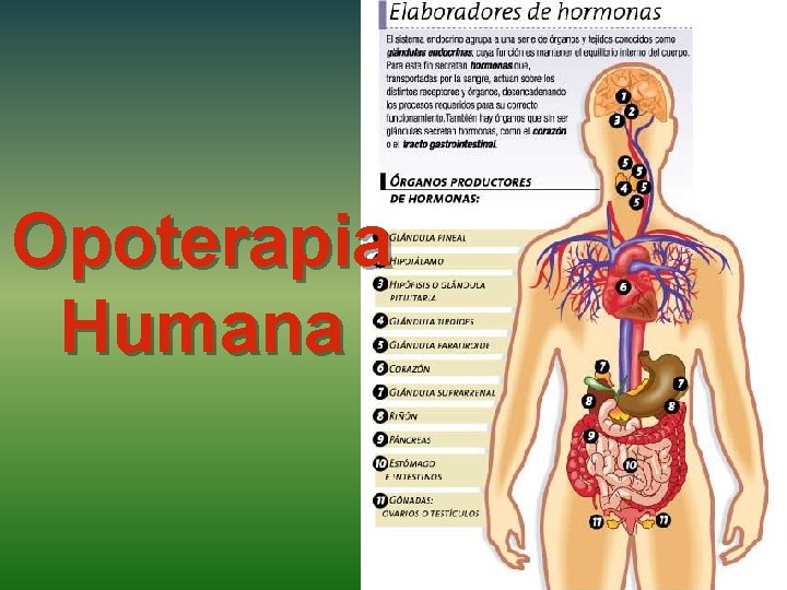 Opoterapia Humana 