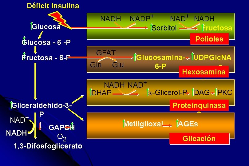 Déficit Insulina Glucosa NADH Glucosa - 6 -P Fructosa - 6 -P Gliceraldehido-3 P