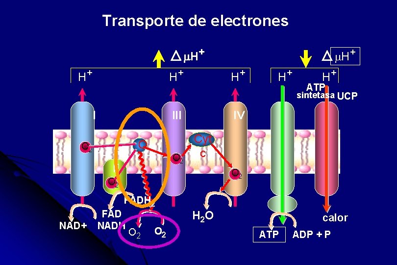 Transporte de electrones m. H+ H+ ATP sintetasa UCP I III Q O 2