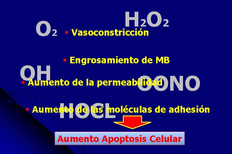 H 2 O 2 § Vasoconstricción § Engrosamiento de MB OH § Aumento de