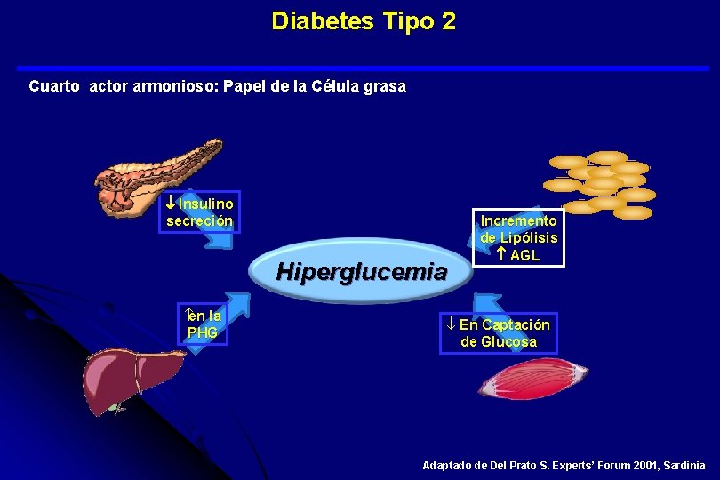  Diabetes Tipo 2 Cuarto actor armonioso: Papel de la Célula grasa Insulino secreción