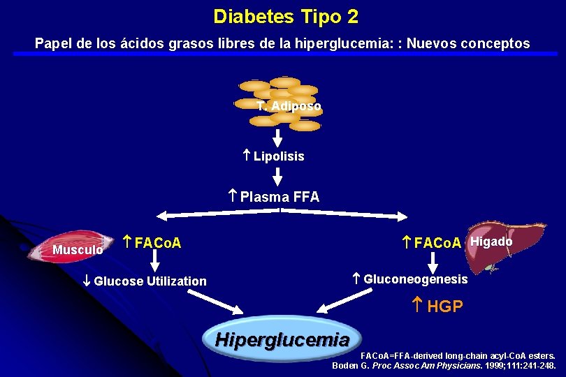  Diabetes Tipo 2 Papel de los ácidos grasos libres de la hiperglucemia: :