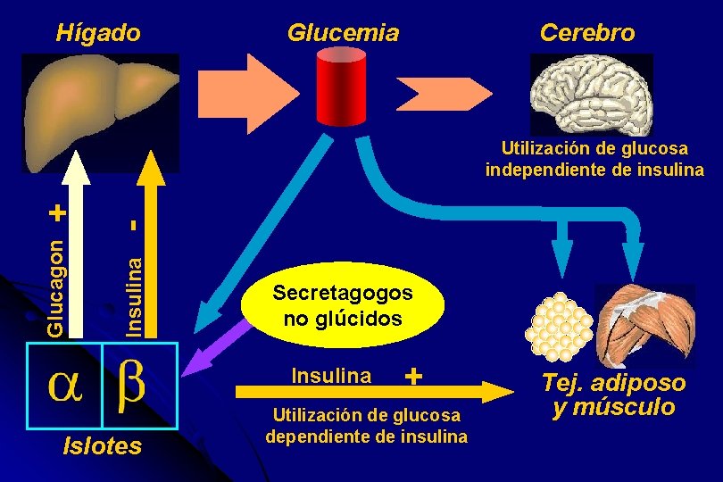 Hígado Cerebro Glucemia + - Glucagon Insulina Utilización de glucosa independiente de insulina Secretagogos