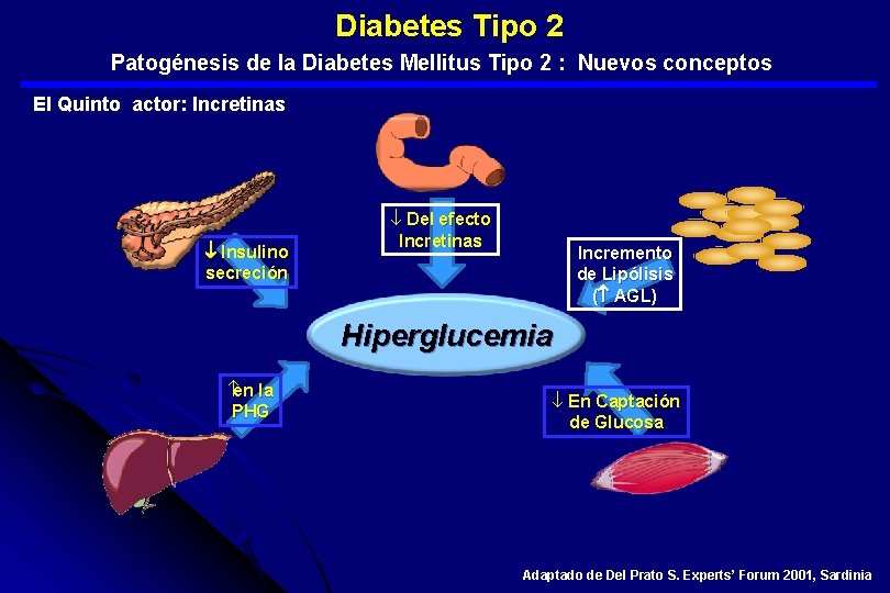  Diabetes Tipo 2 Patogénesis de la Diabetes Mellitus Tipo 2 : Nuevos conceptos