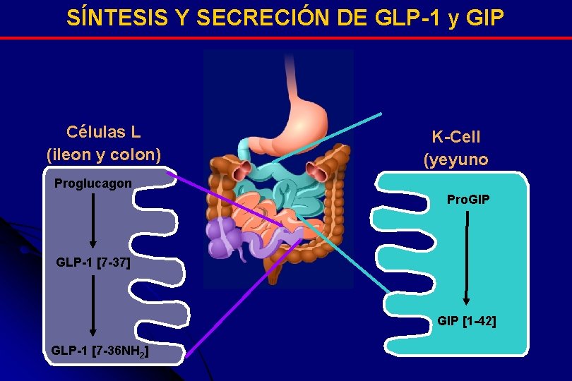 SÍNTESIS Y SECRECIÓN DE GLP-1 y GIP Células L (ileon y colon) K-Cell (yeyuno