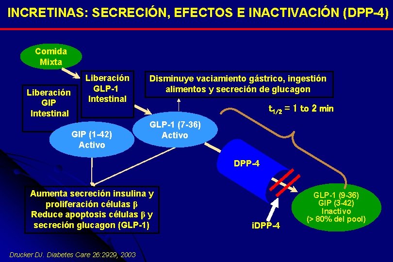 INCRETINAS: SECRECIÓN, EFECTOS E INACTIVACIÓN (DPP-4) Comida Mixta Liberación GIP Intestinal Liberación GLP-1 Intestinal