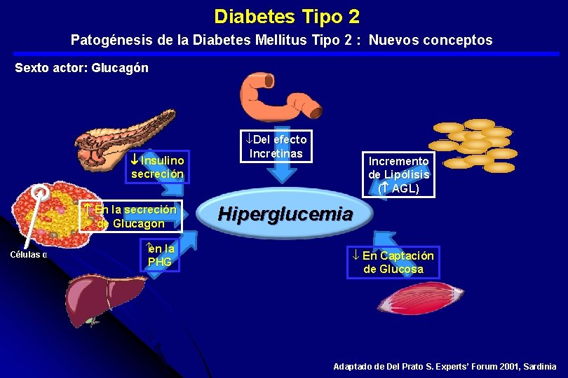  Diabetes Tipo 2 Patogénesis de la Diabetes Mellitus Tipo 2 : Nuevos conceptos