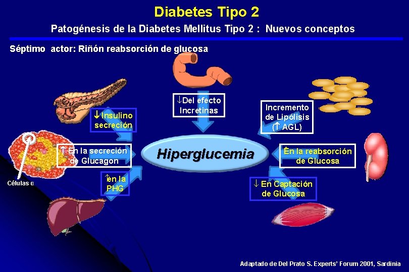  Diabetes Tipo 2 Patogénesis de la Diabetes Mellitus Tipo 2 : Nuevos conceptos
