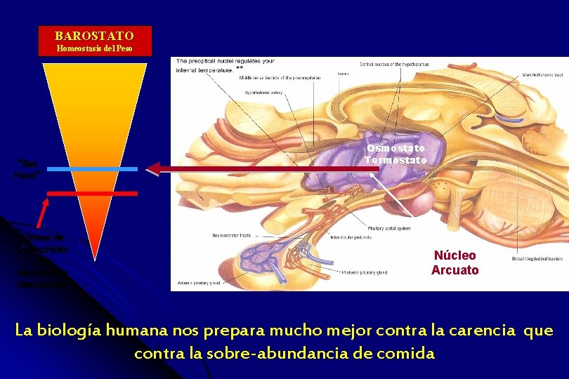 BAROSTATO Homeostasis del Peso “Set Point” Umbral de Desnutrición Reacción de Desnutrición Osmostato Termostato