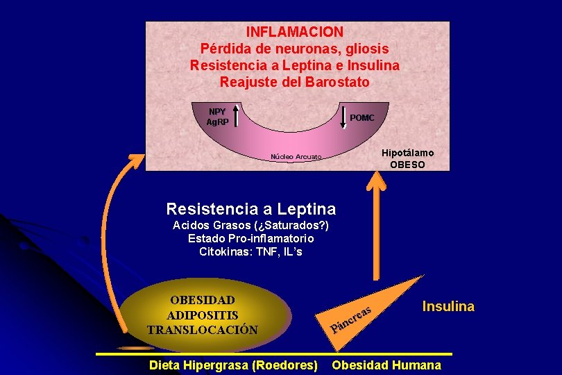 INFLAMACION Pérdida de neuronas, gliosis Resistencia a Leptina e Insulina Reajuste del Barostato NPY