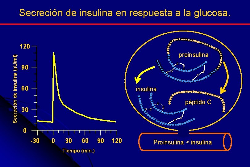 Secreción de insulina en respuesta a la glucosa. Secreción de insulina (µU/ml) 120 proinsulina