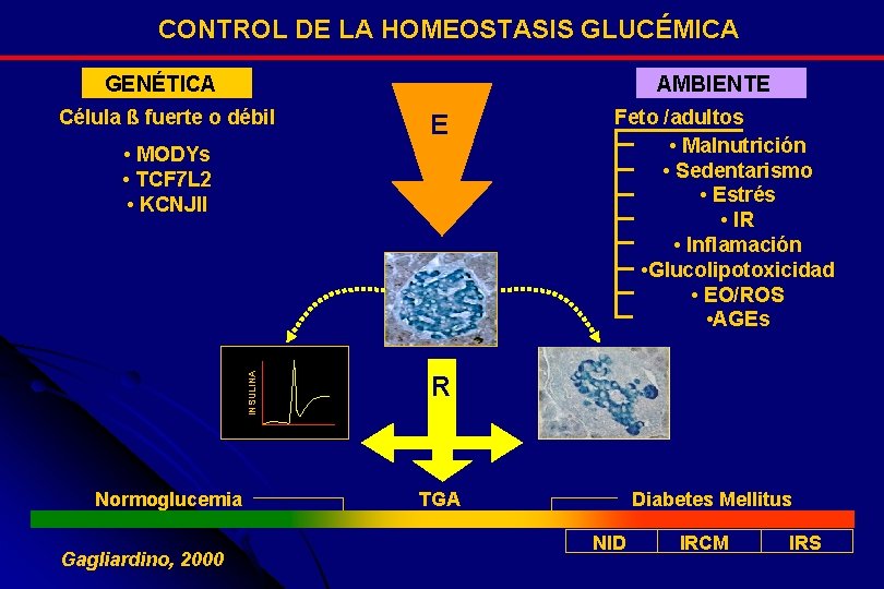CONTROL DE LA HOMEOSTASIS GLUCÉMICA GENÉTICA AMBIENTE Célula ß fuerte o débil E INSULINA