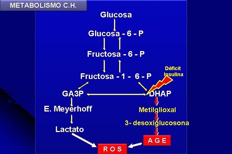 METABOLISMO C. H. Glucosa - 6 - P Fructosa - 1 - 6 -
