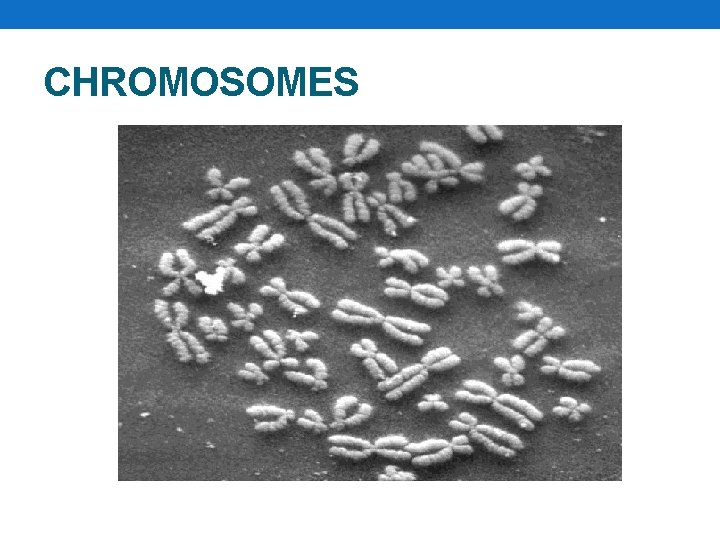 CHROMOSOMES 