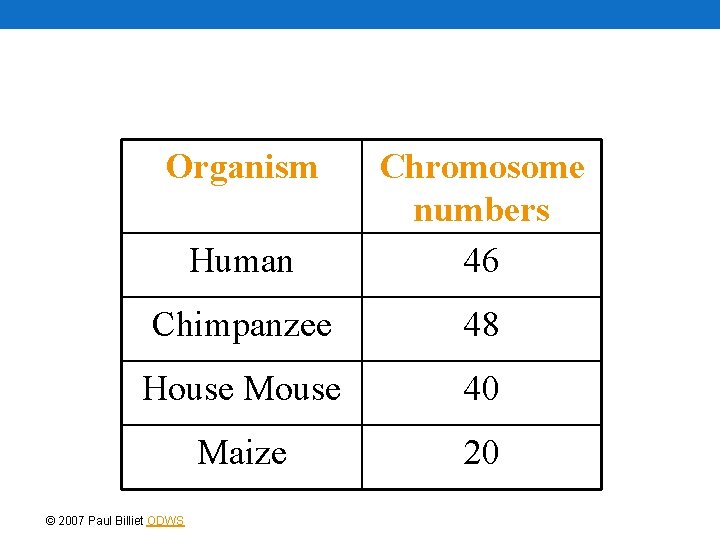Organism Human Chromosome numbers 46 Chimpanzee 48 House Mouse 40 Maize 20 © 2007