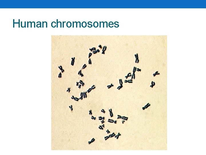 Human chromosomes 