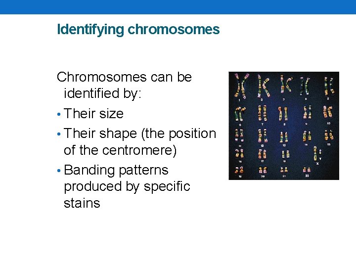 Identifying chromosomes Chromosomes can be identified by: • Their size • Their shape (the