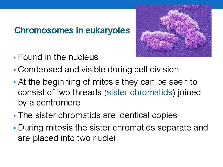 Chromosomes in eukaryotes • Found in the nucleus • Condensed and visible during cell