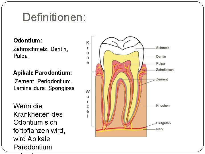 Definitionen: Odontium: Zahnschmelz, Dentin, Pulpa Apikale Parodontium: Zement, Periodontium, Lamina dura, Spongiosa Wenn die