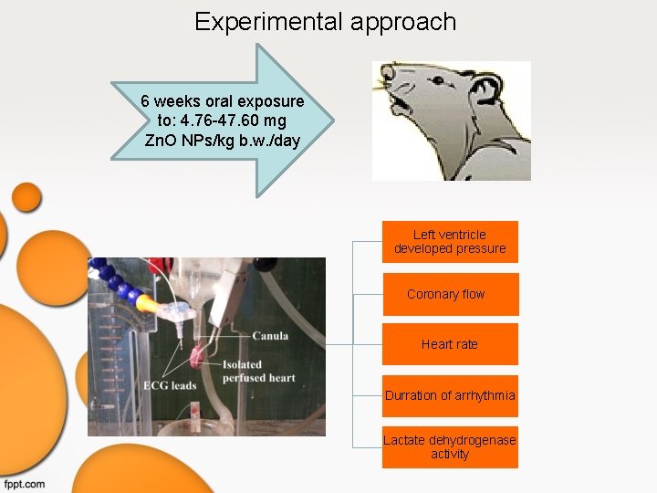 Experimental approach 6 weeks oral exposure to: 4. 76 -47. 60 mg Zn. O Experimental approach 6 weeks oral exposure to: 4. 76 -47. 60 mg Zn. O