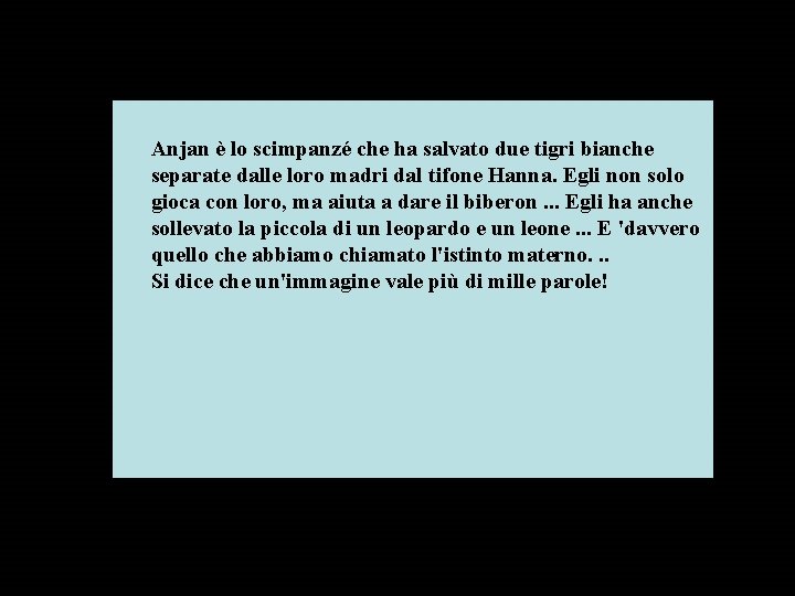 Anjan è lo scimpanzé che ha salvato due tigri bianche separate dalle loro madri