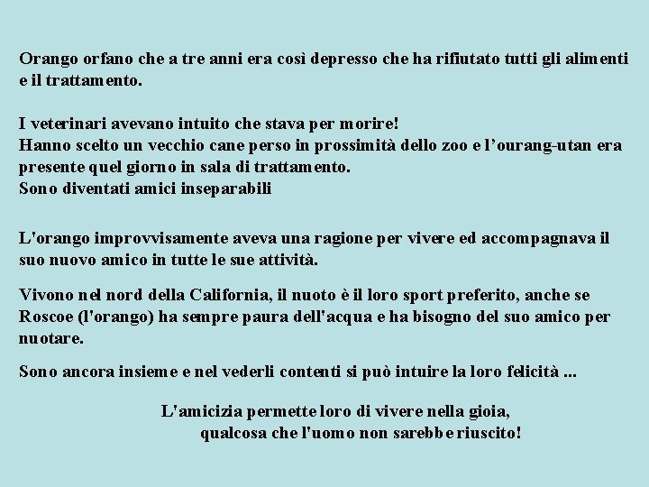 Orango orfano che a tre anni era così depresso che ha rifiutato tutti gli