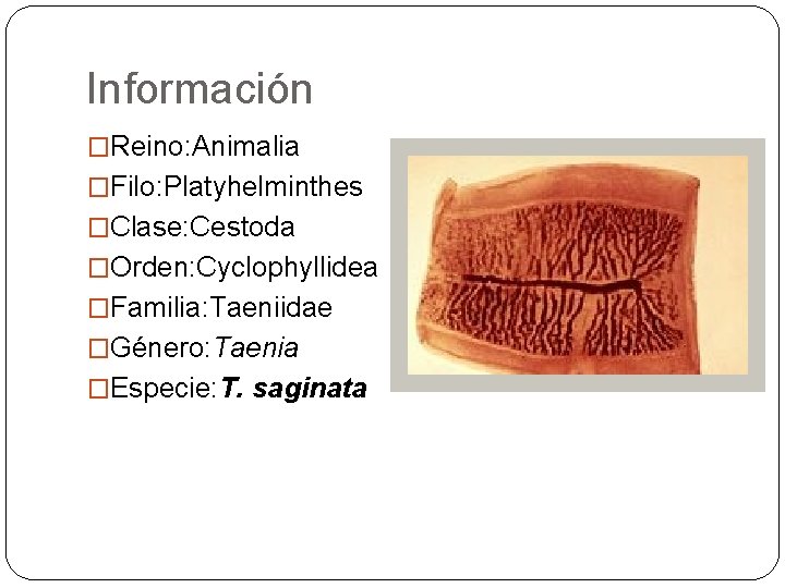 Información �Reino: Animalia �Filo: Platyhelminthes �Clase: Cestoda �Orden: Cyclophyllidea �Familia: Taeniidae �Género: Taenia �Especie: