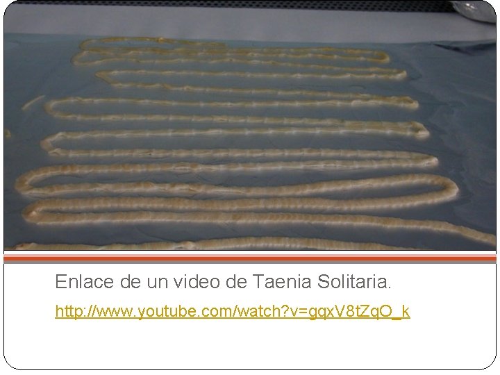 Enlace de un video de Taenia Solitaria. http: //www. youtube. com/watch? v=gqx. V 8