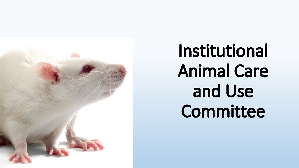 Institutional Animal Care and Use Committee 