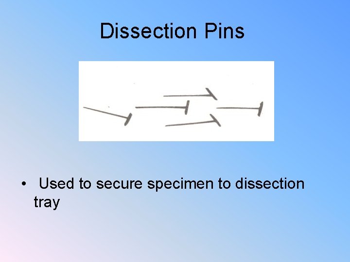 Dissection Pins • Used to secure specimen to dissection tray 