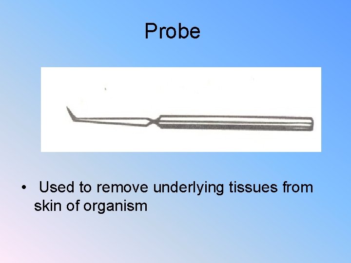 Probe • Used to remove underlying tissues from skin of organism 