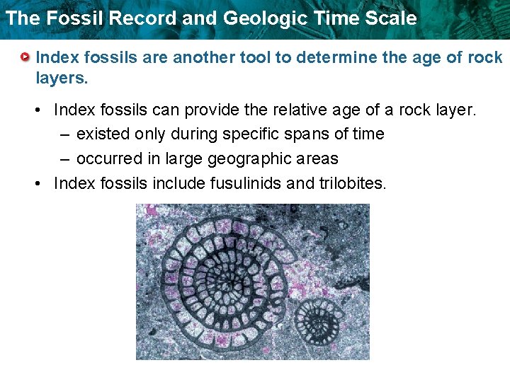 The Fossil Record and Geologic Time Scale Index fossils are another tool to determine