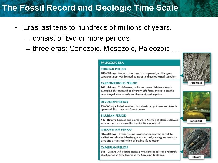 The Fossil Record and Geologic Time Scale • Eras last tens to hundreds of