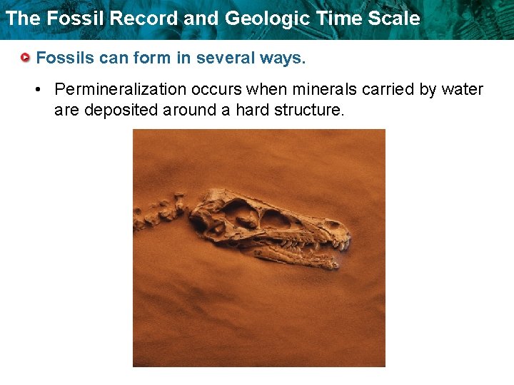 The Fossil Record and Geologic Time Scale Fossils can form in several ways. •