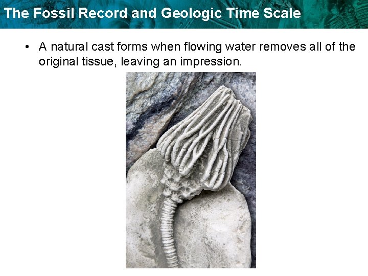 The Fossil Record and Geologic Time Scale • A natural cast forms when flowing