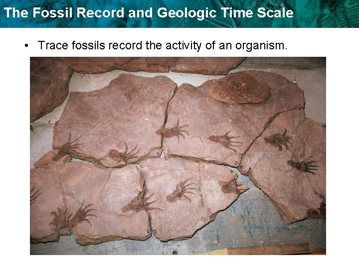 The Fossil Record and Geologic Time Scale • Trace fossils record the activity of