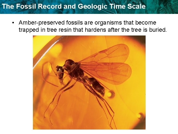 The Fossil Record and Geologic Time Scale • Amber-preserved fossils are organisms that become