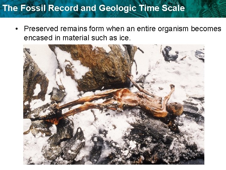The Fossil Record and Geologic Time Scale • Preserved remains form when an entire