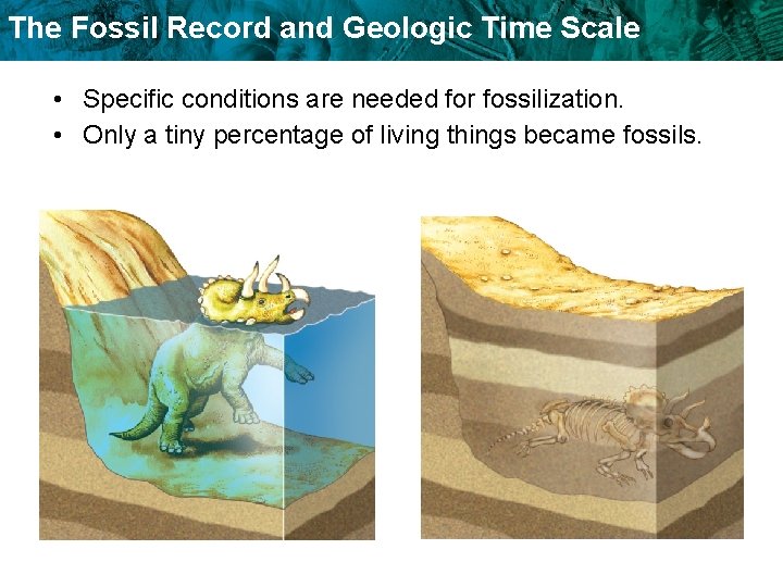 The Fossil Record and Geologic Time Scale • Specific conditions are needed for fossilization.