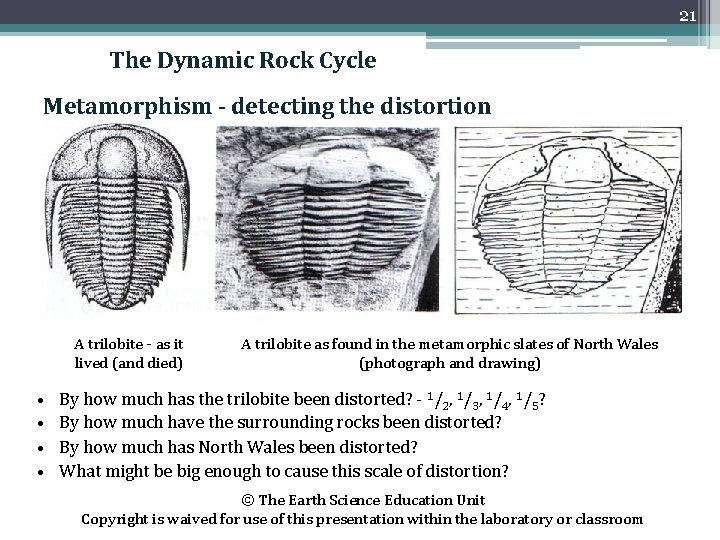 21 The Dynamic Rock Cycle Metamorphism - detecting the distortion A trilobite - as