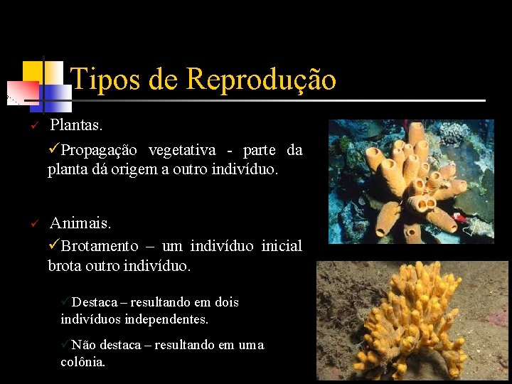 Tipos de Reprodução ü ü Plantas. üPropagação vegetativa - parte da planta dá origem