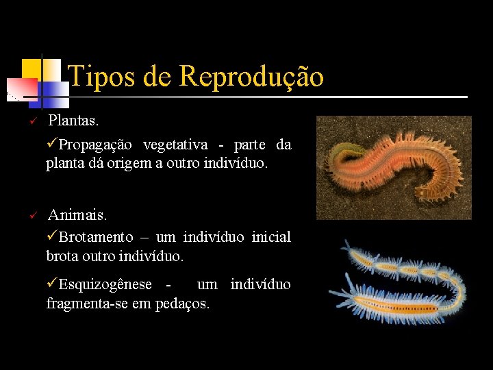 Tipos de Reprodução ü ü Plantas. üPropagação vegetativa - parte da planta dá origem