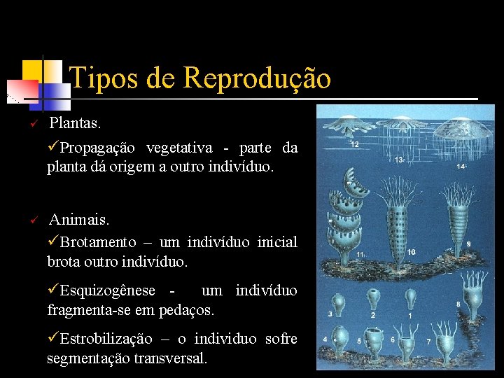 Tipos de Reprodução ü ü Plantas. üPropagação vegetativa - parte da planta dá origem