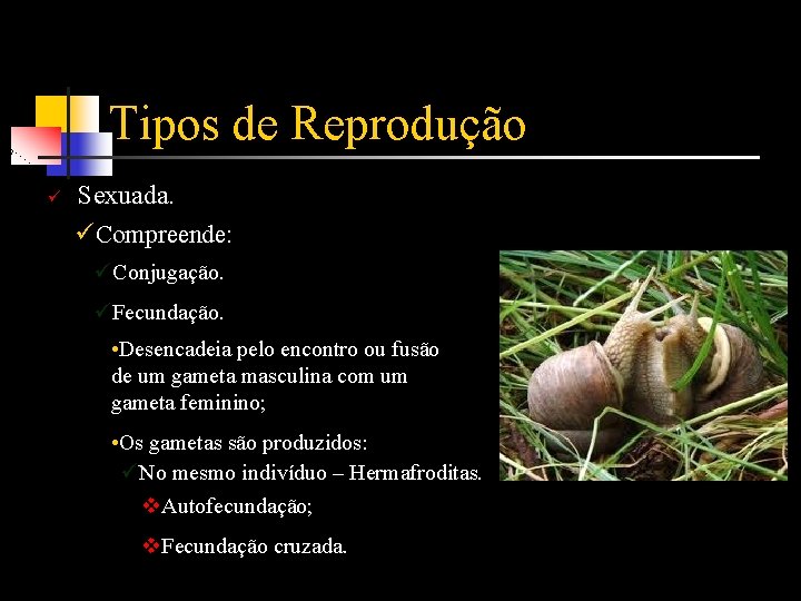 Tipos de Reprodução ü Sexuada. üCompreende: üConjugação. üFecundação. • Desencadeia pelo encontro ou fusão