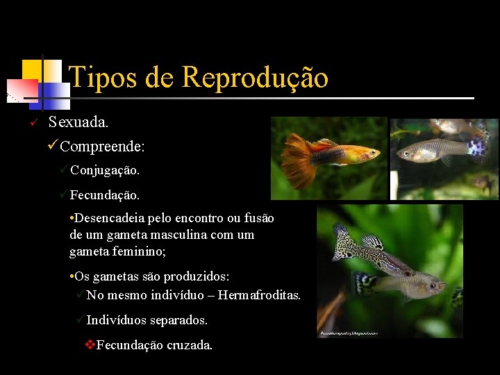 Tipos de Reprodução ü Sexuada. üCompreende: üConjugação. üFecundação. • Desencadeia pelo encontro ou fusão