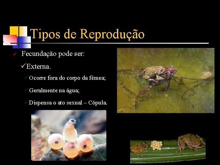 Tipos de Reprodução ü Fecundação pode ser: üExterna. üOcorre fora do corpo da fêmea;