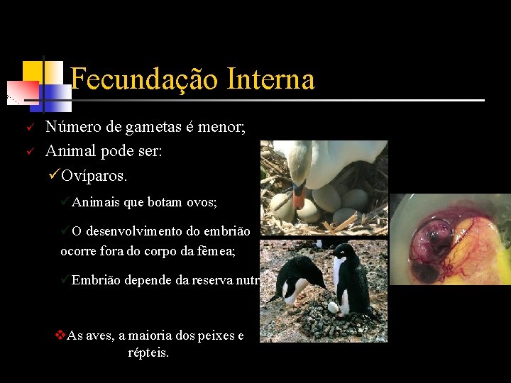 Fecundação Interna ü ü Número de gametas é menor; Animal pode ser: üOvíparos. üAnimais