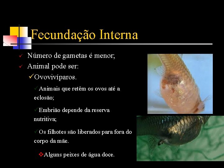 Fecundação Interna ü ü Número de gametas é menor; Animal pode ser: üOvovivíparos. üAnimais