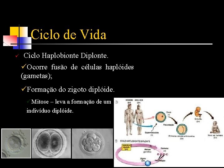Ciclo de Vida ü Ciclo Haplobionte Diplonte. üOcorre fusão de células haplóides (gametas); üFormação